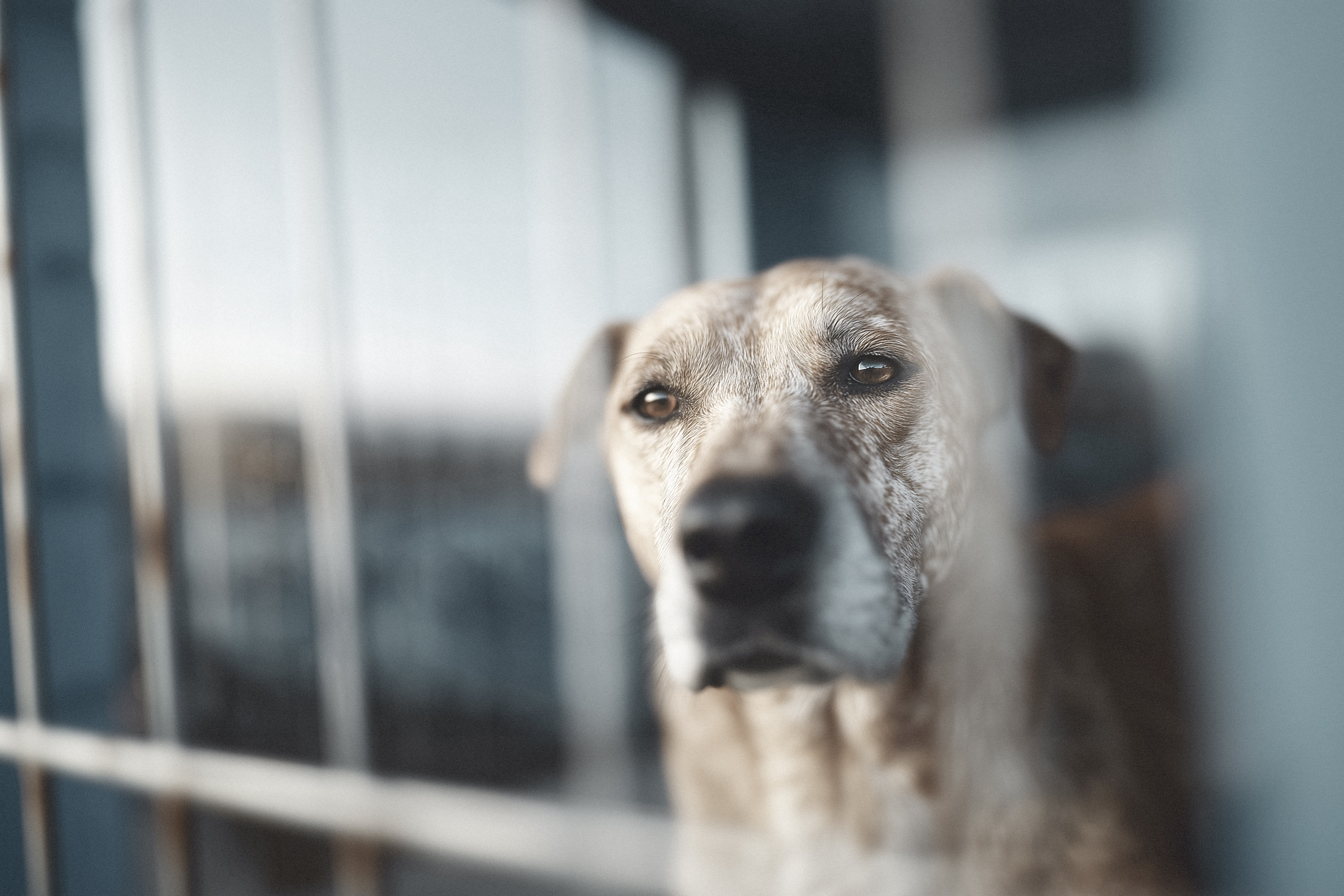 20260105 FWG Tierschutz 02